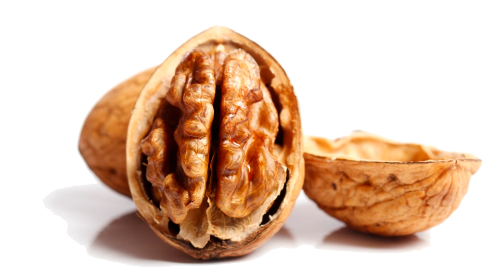 Nueces Mendocinas